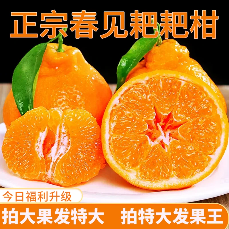 【东方籈选】正宗四川耙耙柑5斤/8斤 果园当天新鲜采摘非丑