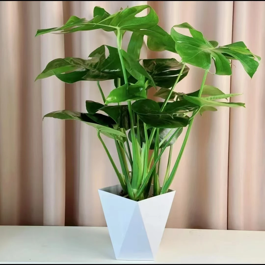 龟背竹一盆3株送菱形盆水养水培植物适合室内盆栽盆景大型绿植