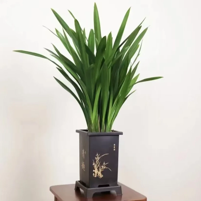 墨兰绿植盆栽客厅兰花盆栽花卉室内绿植四季常青净化空气兰草