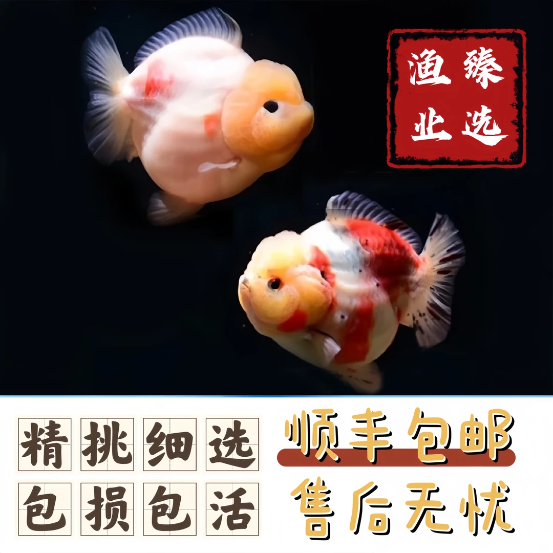 好养耐活的将军玛丽泰师活体冷水观赏鱼适合家养