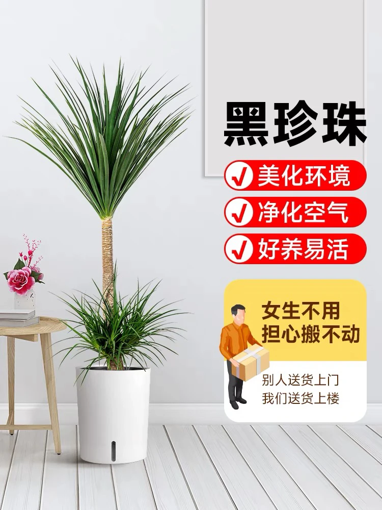 龙血树绿植盆栽风水树大型室内绿植耐阴好养客厅绿植卧室绿植