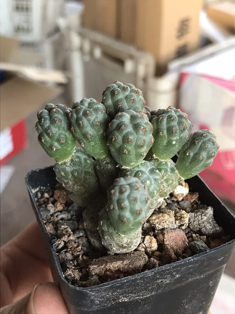 足球团扇群生仙人球办工桌摆件绿植盆栽植物迷你造景