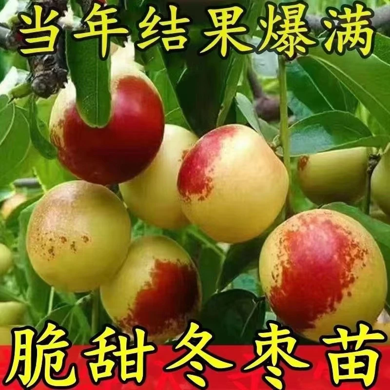 19.9元2棵 冰糖大冬枣好吃好养南北方种植盆栽地栽