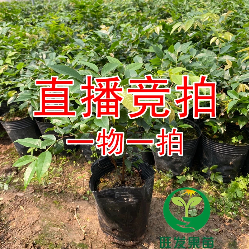直播间果树苗 树形优美
