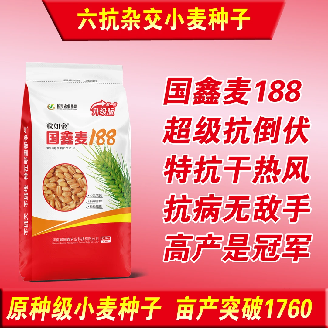 超高产小麦种子国鑫麦188