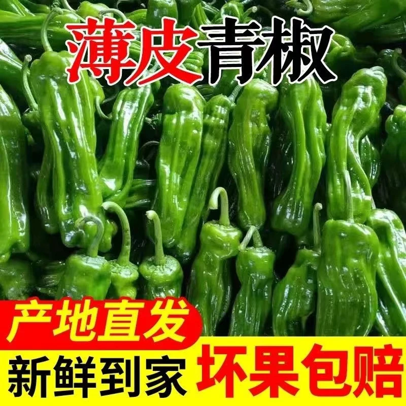 湖北天门不辣微辣精选新鲜农家露天采摘种植薄皮辣椒产地直发