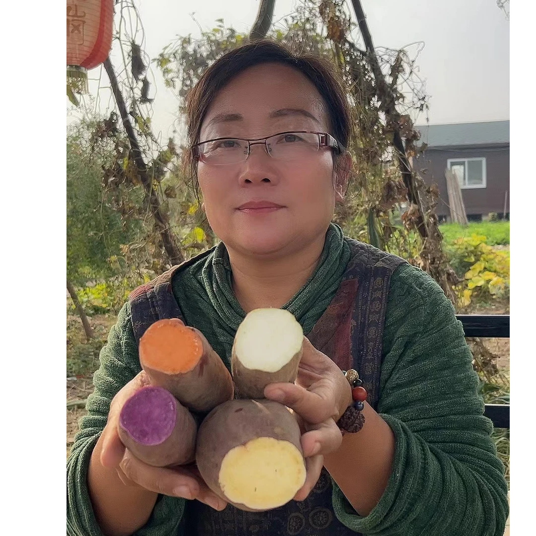 沙土岗白薯+红（蜜）薯+紫薯+黄（榴莲蜜薯）5斤组合装