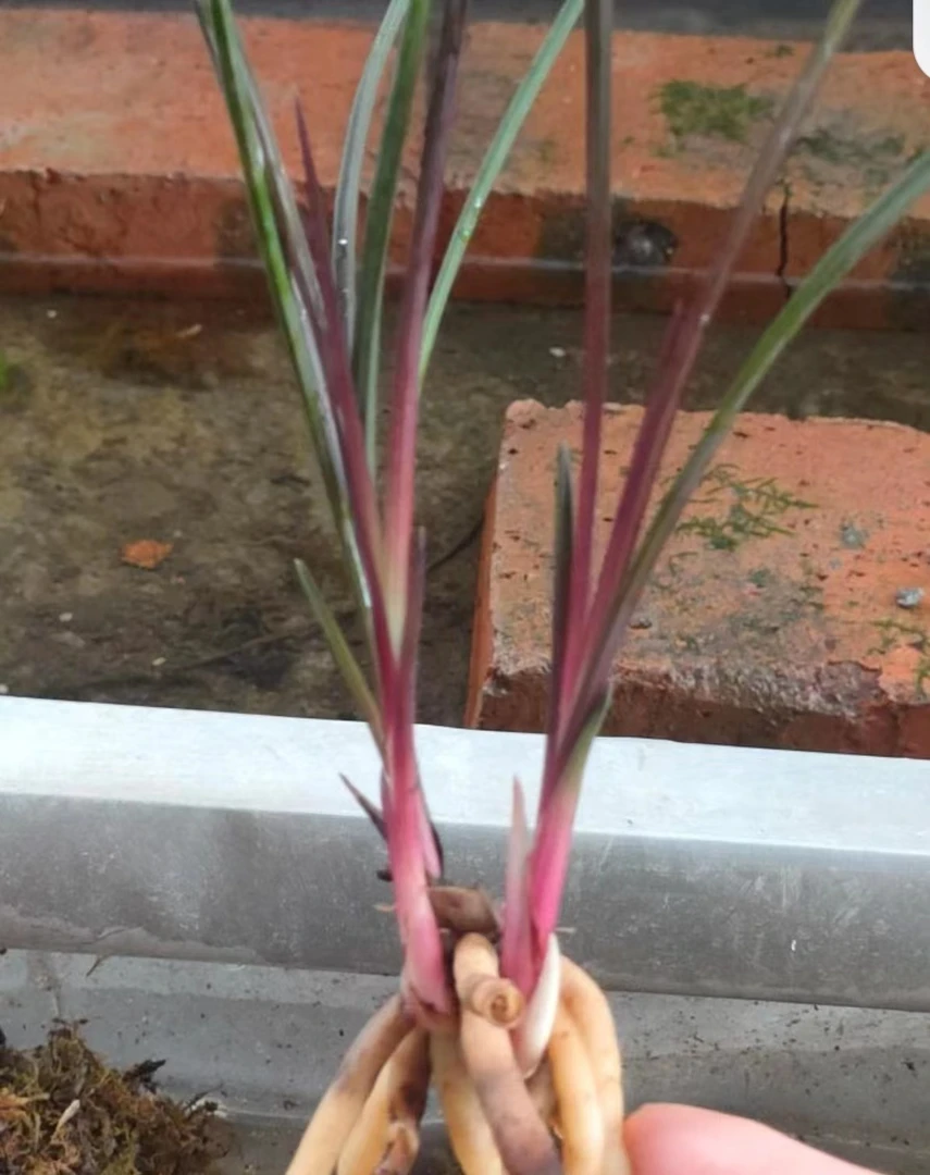 九寨沟惠兰红香妃