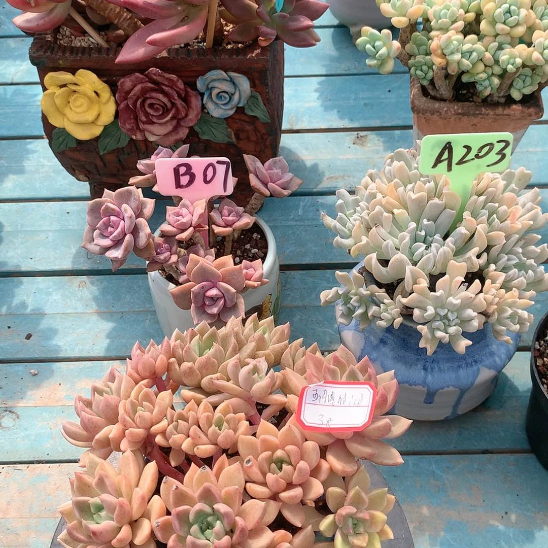 五***雨我们璀璨多肉植物脱土