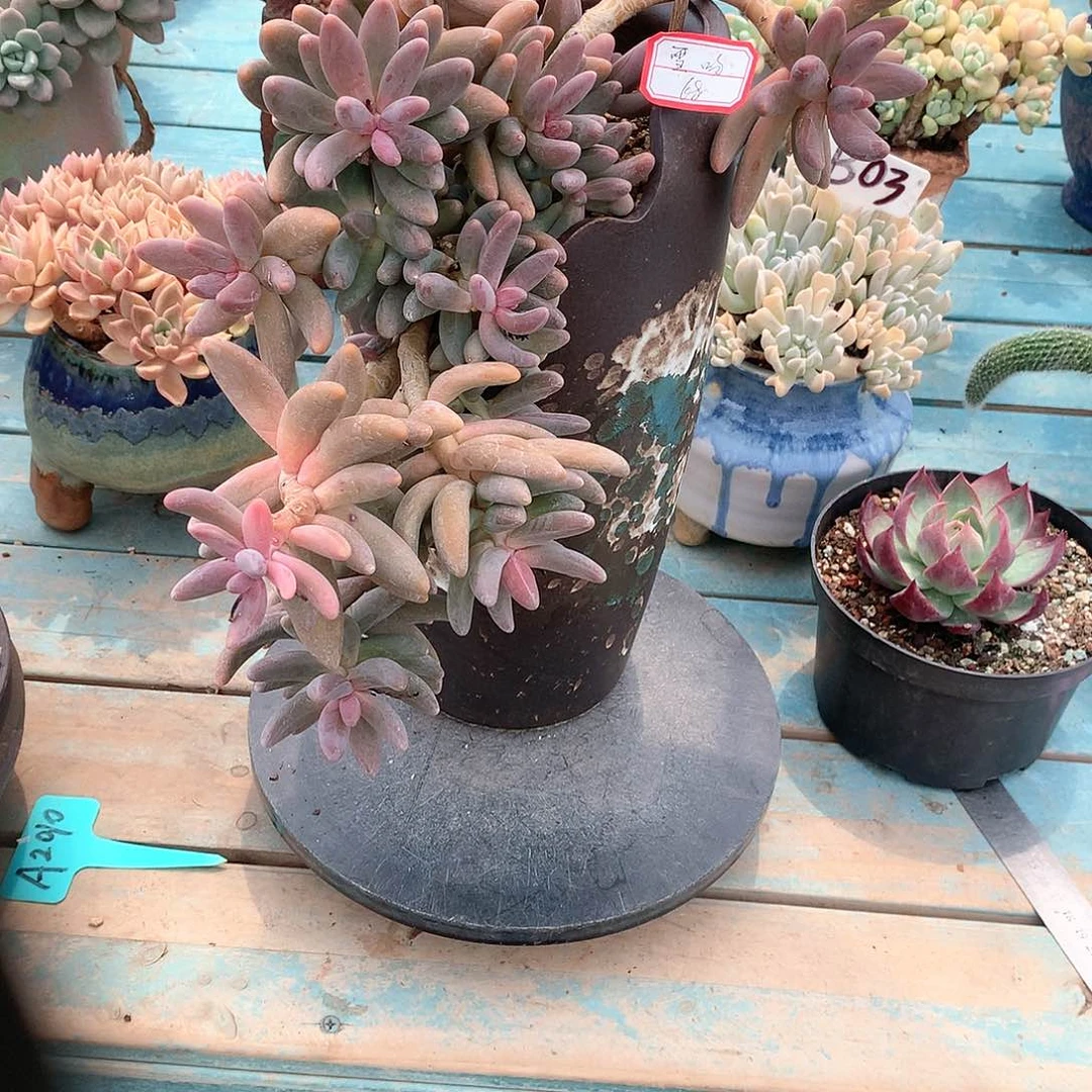 雪*?红手指多肉植物脱土