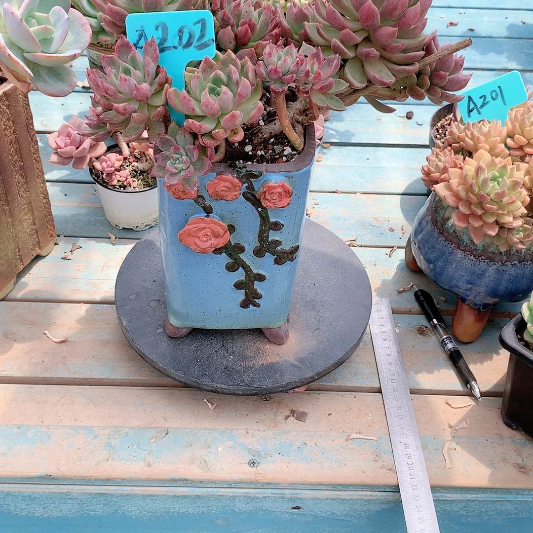 ?**?红璀璨多肉植物脱土