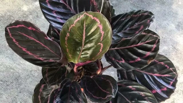 红美丽竹芋好养植物盆栽土壤观叶园艺季节适用农业养殖名贵土壤