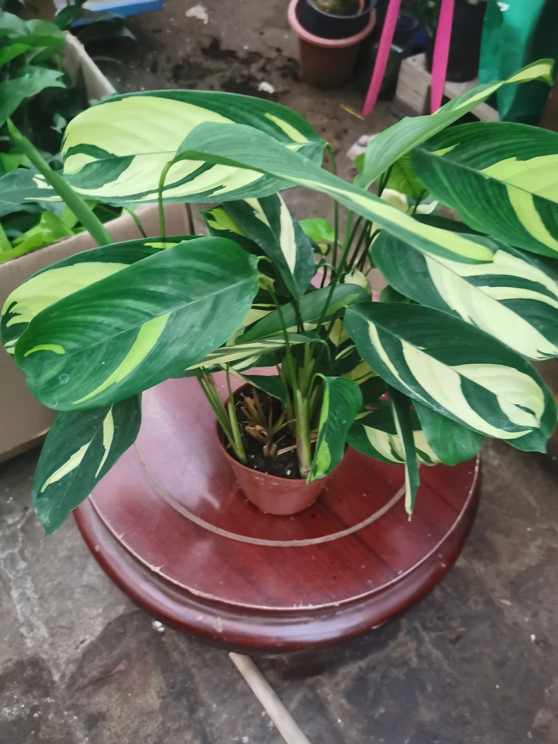 金梦茱萸好养美丽植物盆栽