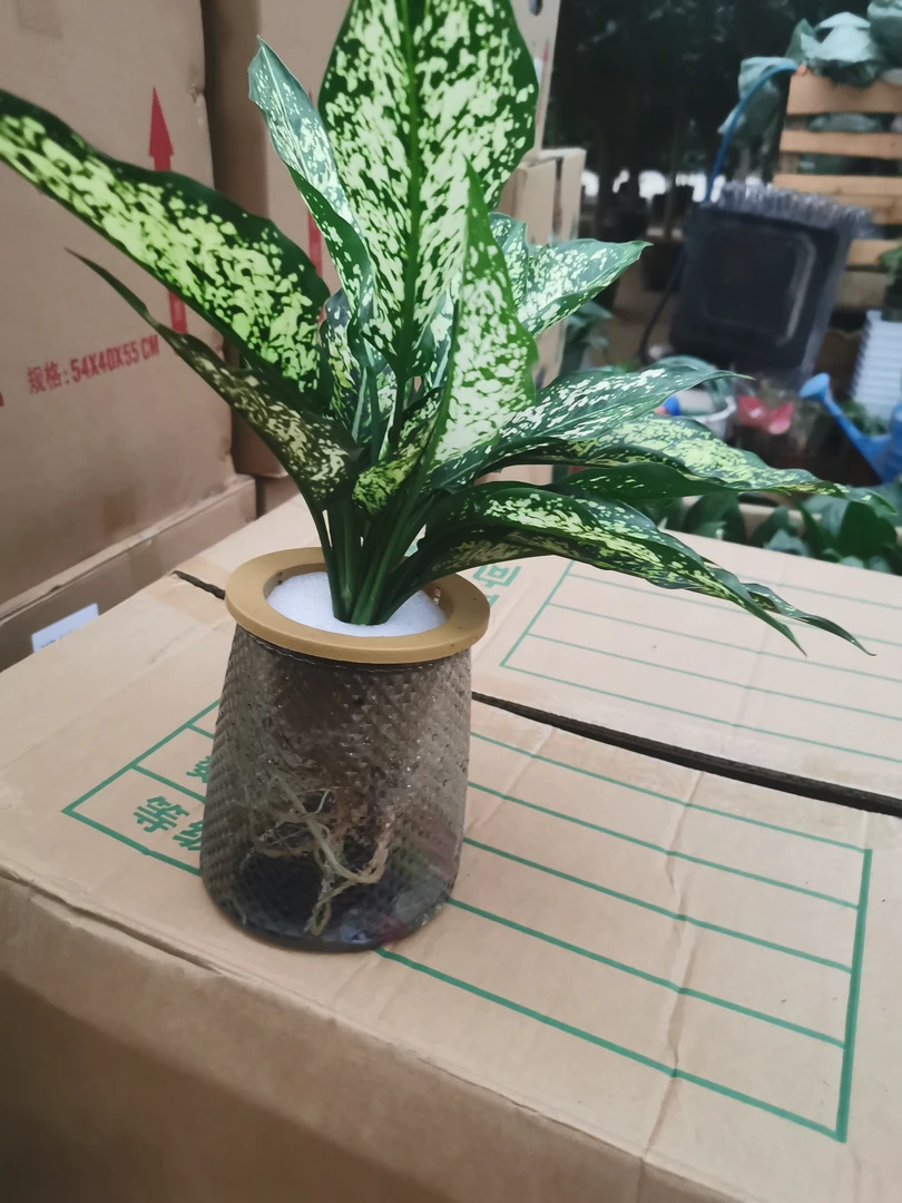 水培翡翠好养美丽植物盆栽净化空气