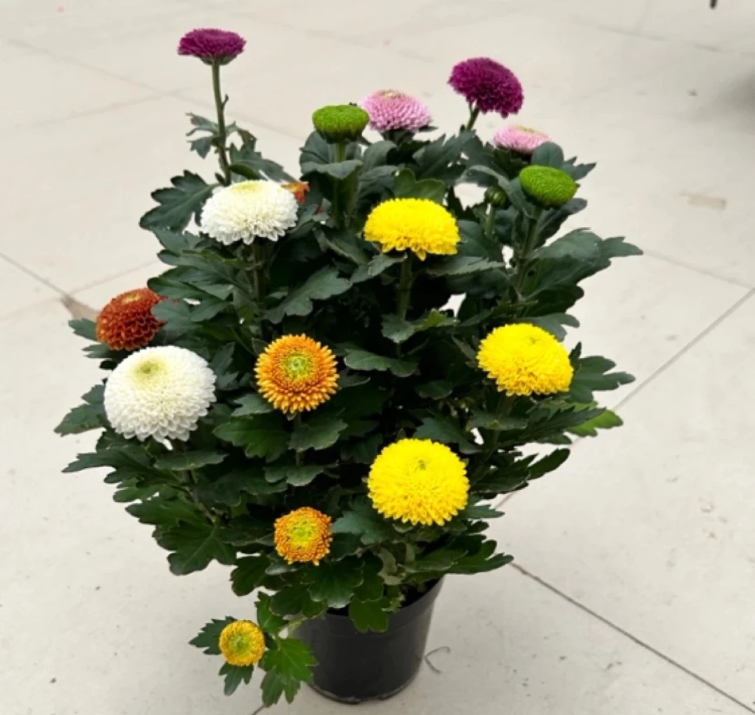 乒乓菊好养美丽盆栽观花植物