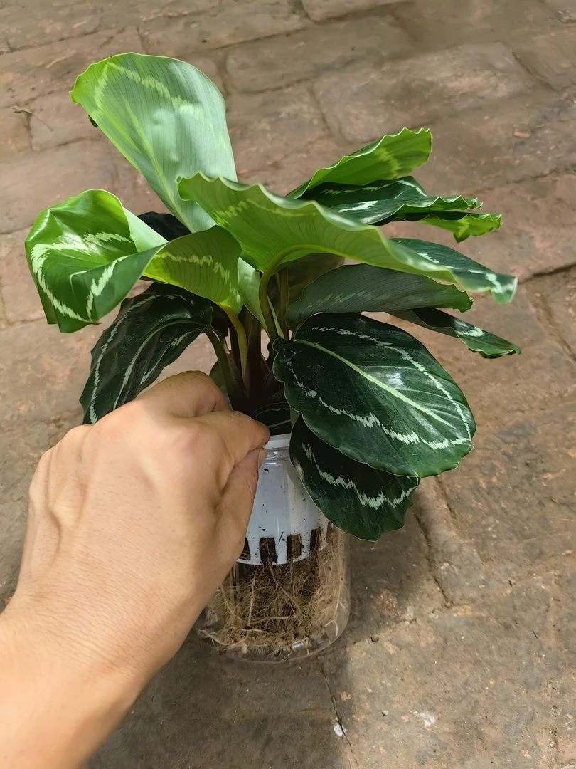 水培绿美丽竹芋好养植物