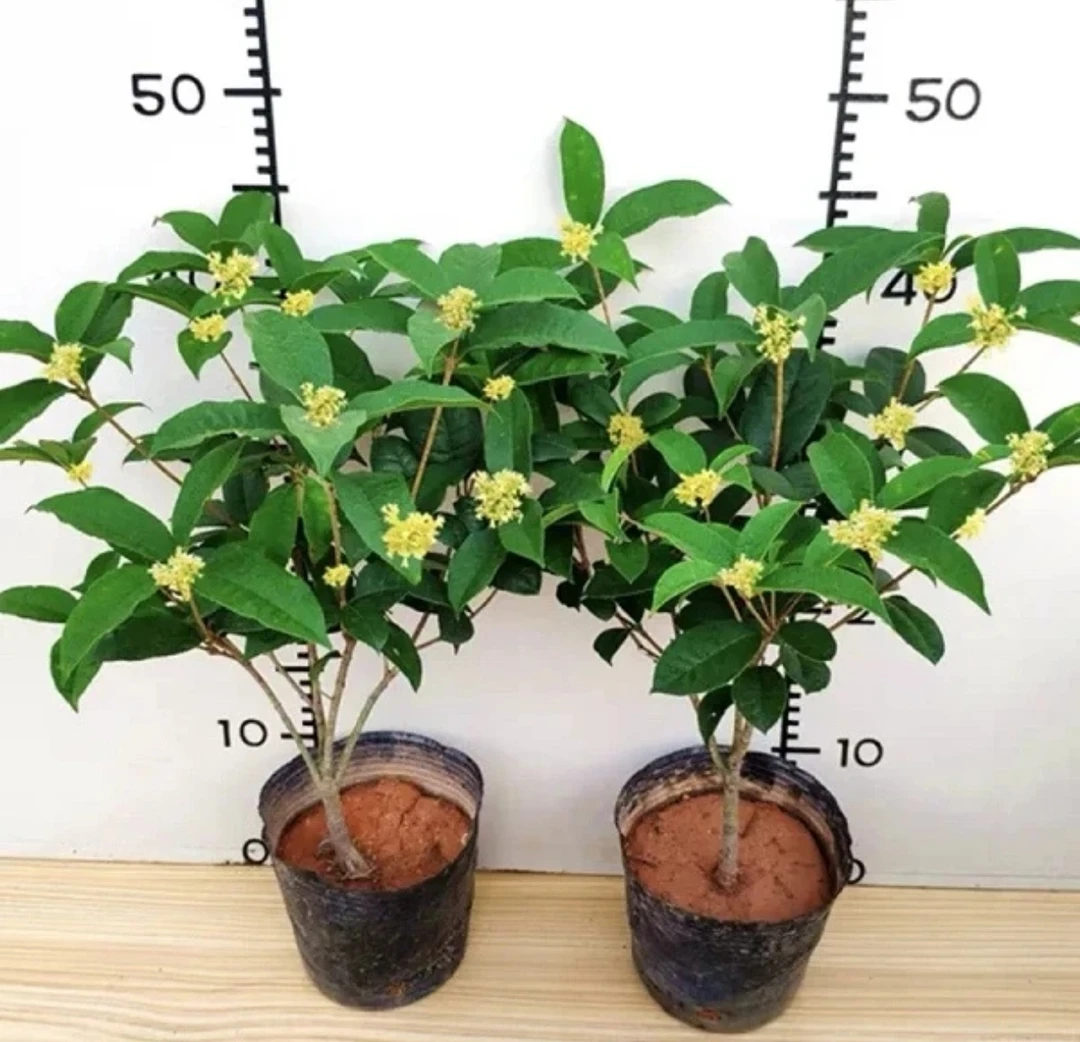 桂花室外适合植物室内植物开桂花施肥养护低温光照适合生长