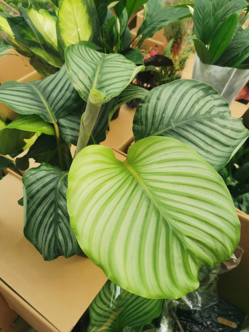 大颗型160苹果茱萸好养美丽植物盆栽