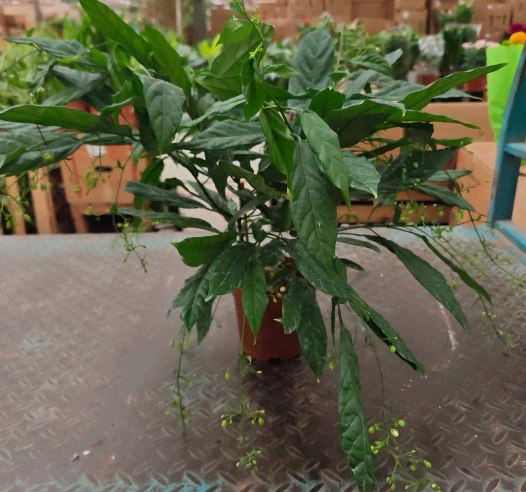 垂丝茉莉花好养干净盆栽散发香气