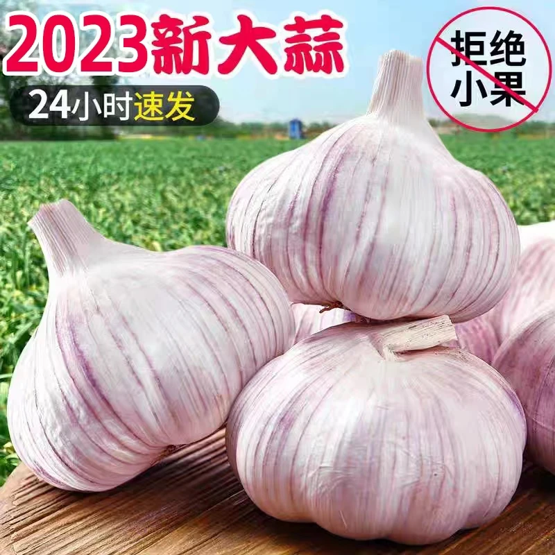 金乡大蒜新蒜大蒜2024年山东大蒜头农家自种紫白皮蒜泥装精选正宗