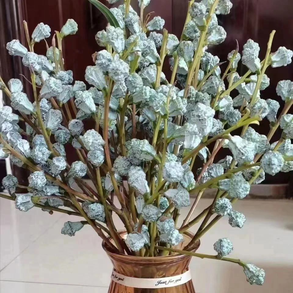 【优选】尤加利果云南基地直发鲜花可做干花 · 尤加利果一扎