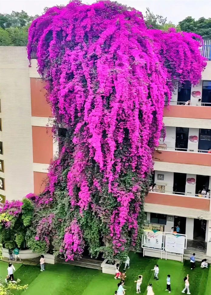 三角梅 运输途中会出现掉花落叶的情况介意慎拍