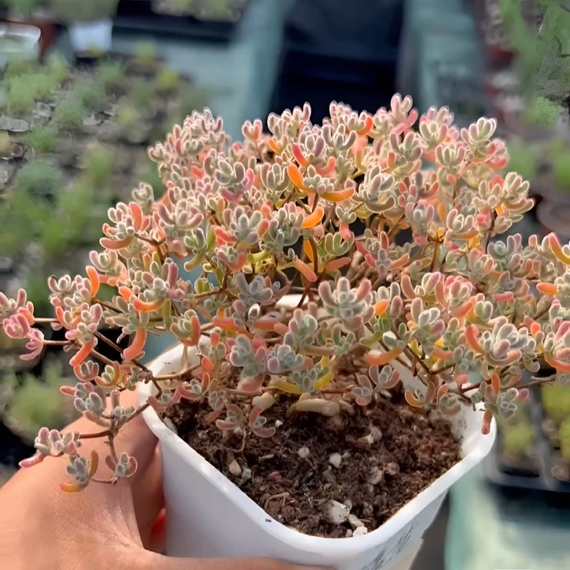 糖球枝干番杏状态多肉植物冰晶小小米粒缀化红叶养护控养新品杂交