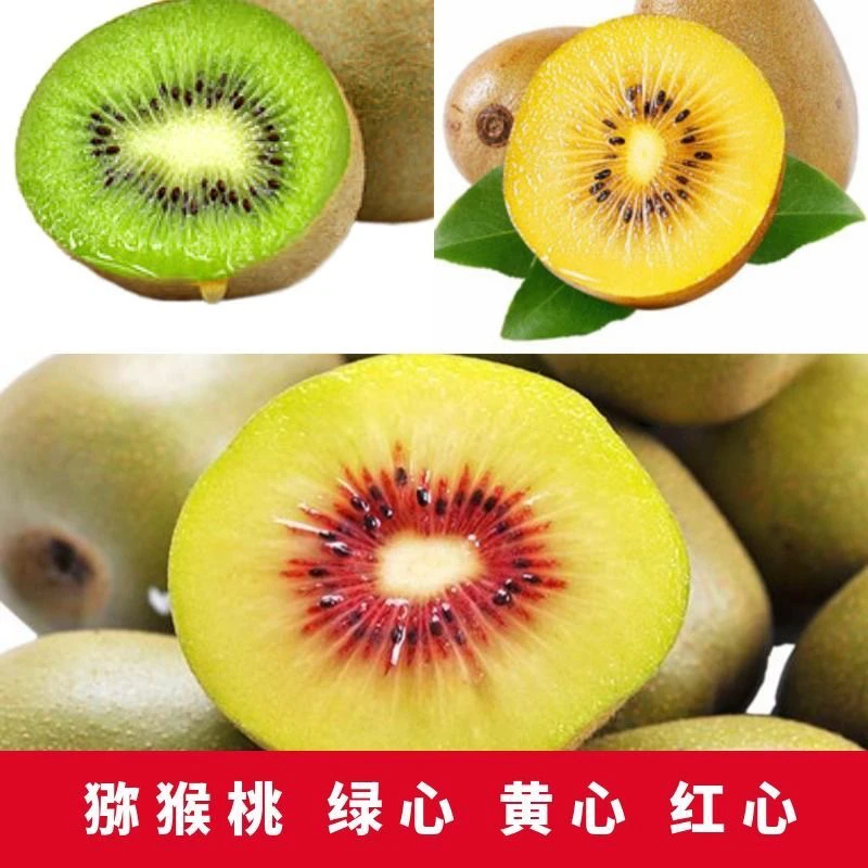 正宗猕猴桃嫁接苗南北方红心绿心阳台庭院种植多年生爬藤植物果树