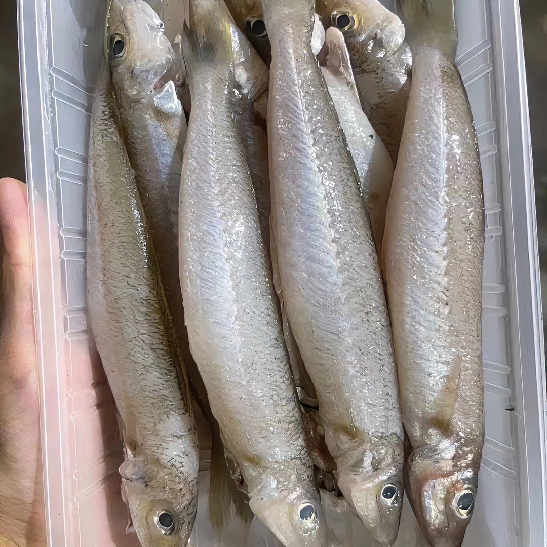 惠来神泉港 沙尖鱼杀好一斤8-9条