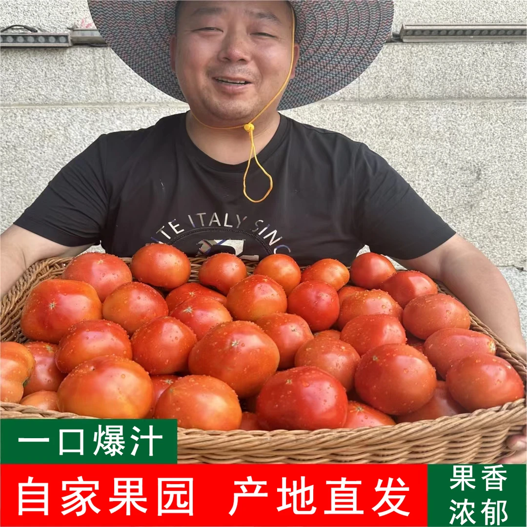 【重庆新鲜本地西红柿】酸甜多汁 果肉细腻 果香清新浓郁 一口爆汁