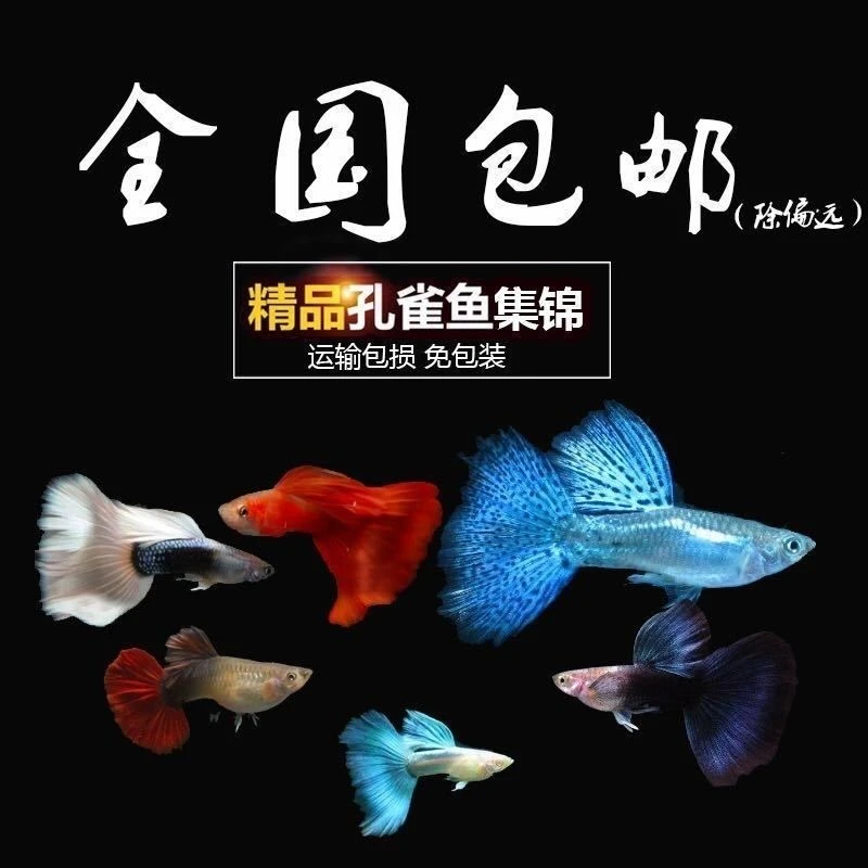 （单品）孔雀鱼纯种观赏鱼小型热带鱼淡水繁殖耐活热带小鱼