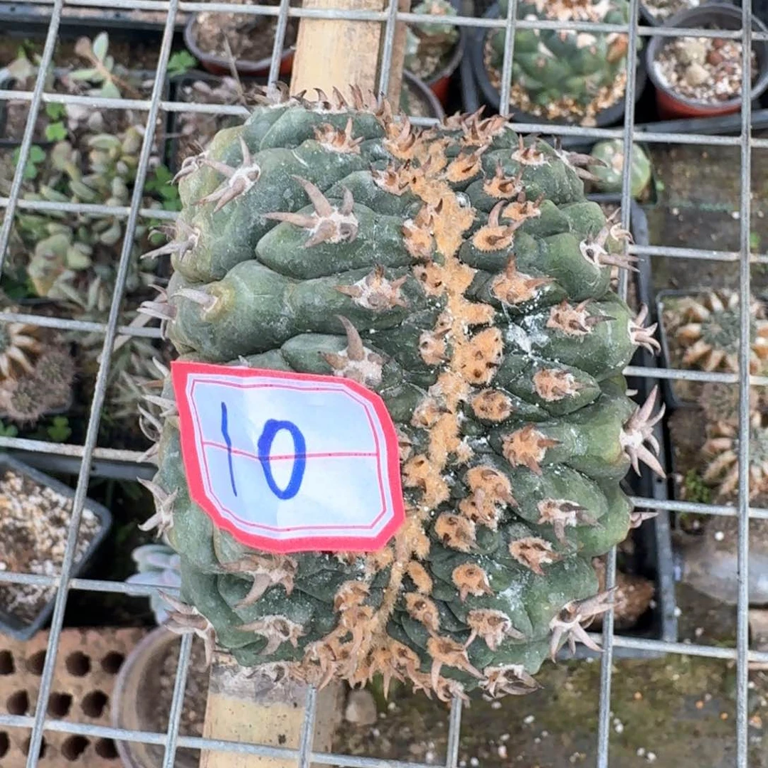 鸣**时仙人球开花苗接