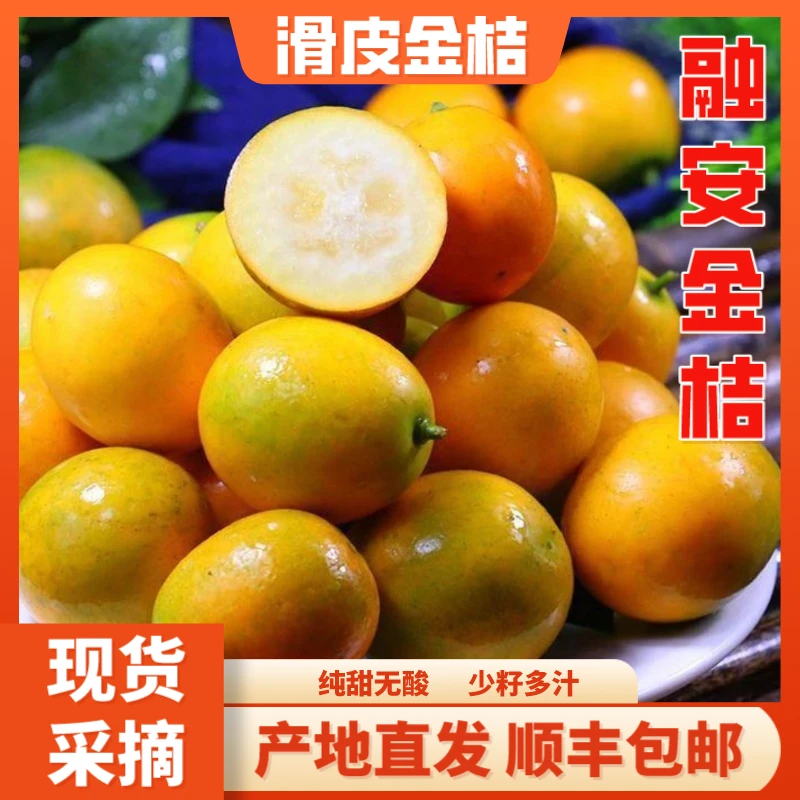 【滑皮金桔】广西融安滑皮金桔3斤5斤新鲜水果包邮纯甜无酸现货采摘