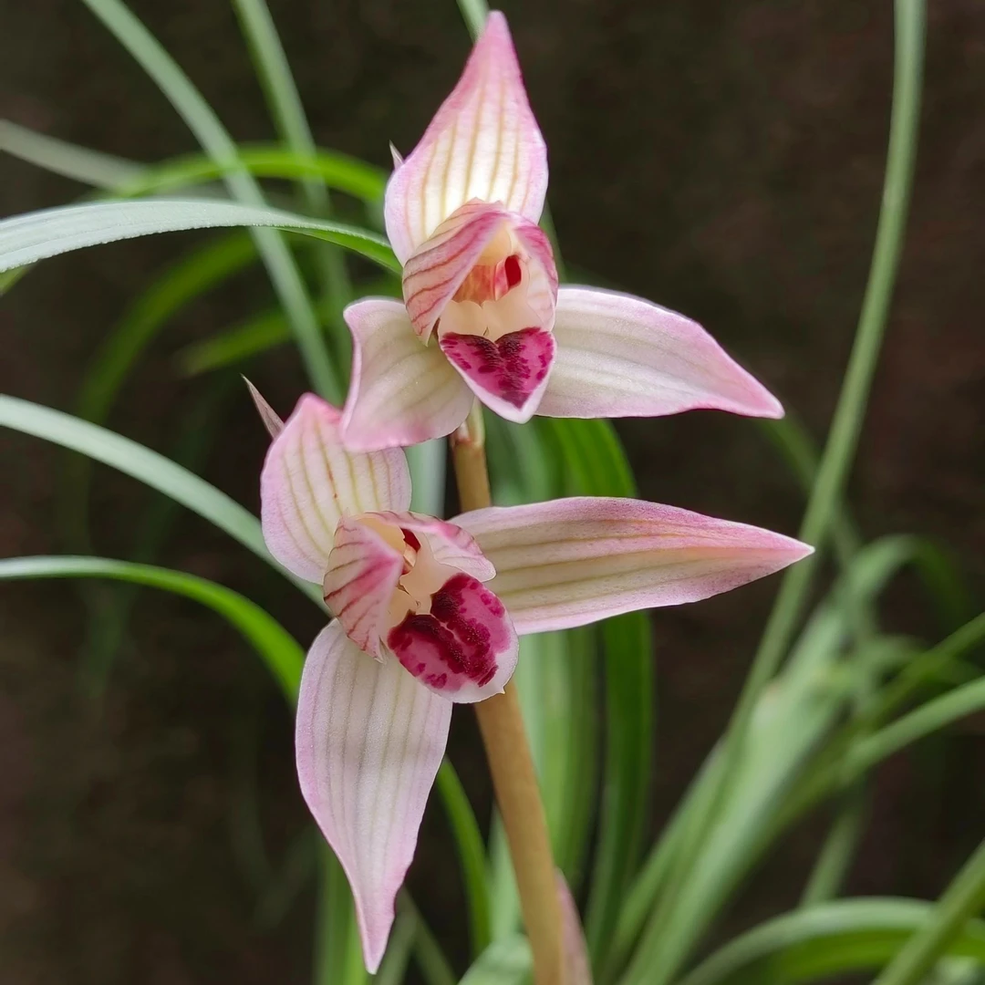 500以上兰花直播一物一拍
