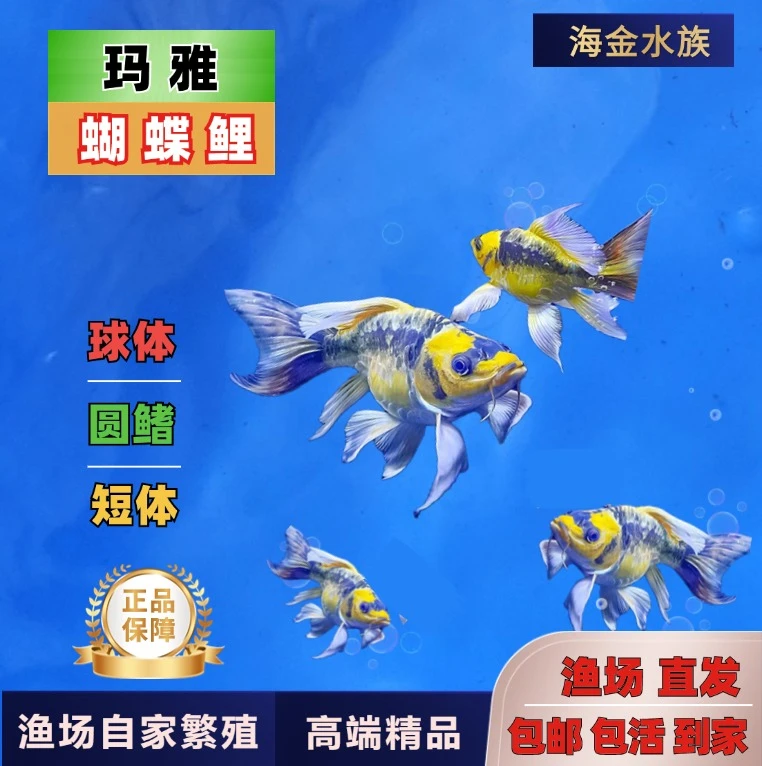 玛雅-蝴蝶鲤11-13精品蝴蝶鲤大酋长短身广温鱼活体包活包邮到家