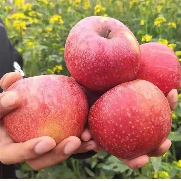 绿苹果好吃好吃非常好吃