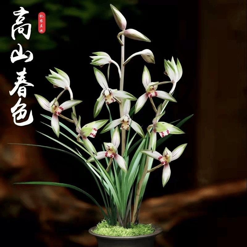 浓香型高档兰花苗原盆高山春色花艺双全室内外花卉绿植盆栽