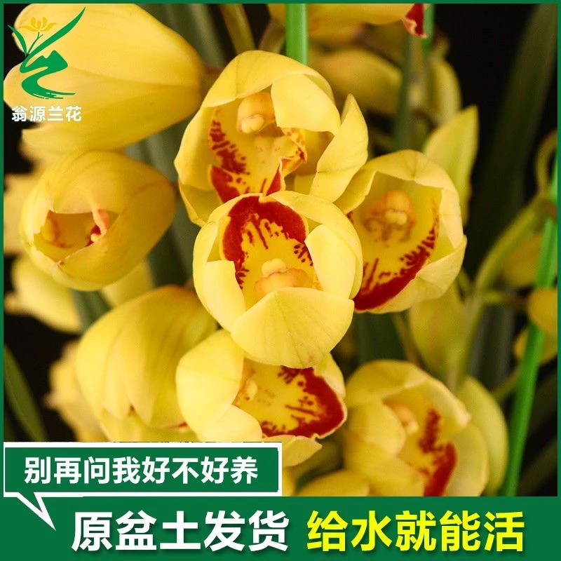 大花苞兰花苗【黄金岁月】浓香型墨兰室内盆栽花卉阳台客厅绿植兰草