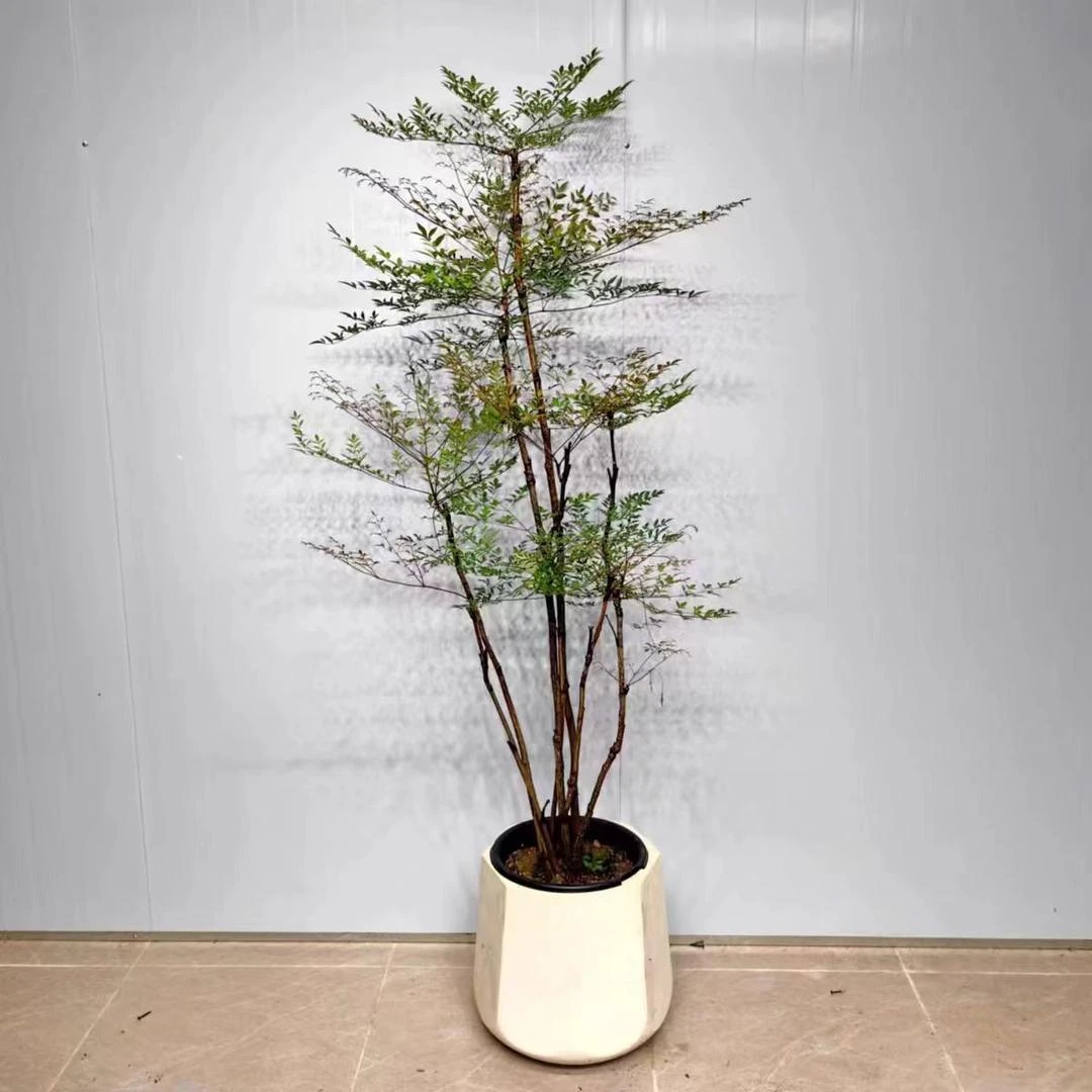 【森林FEEL】火焰南天竹大型盆栽室内客厅办公室落地绿植网红好养植