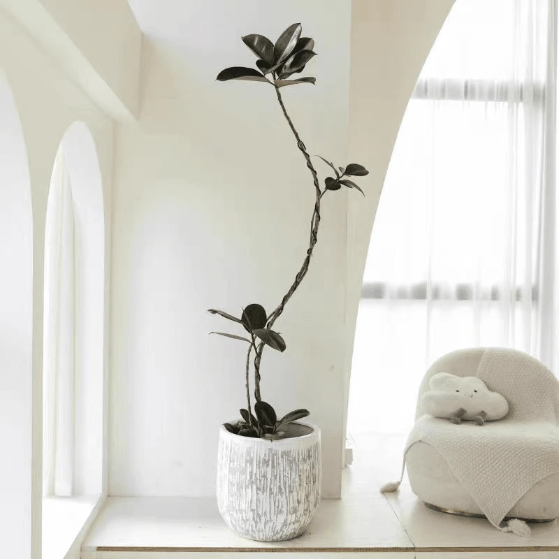 【森林FEEL】黑金刚橡皮树造型客厅大盆栽高级感室内入户大型绿植