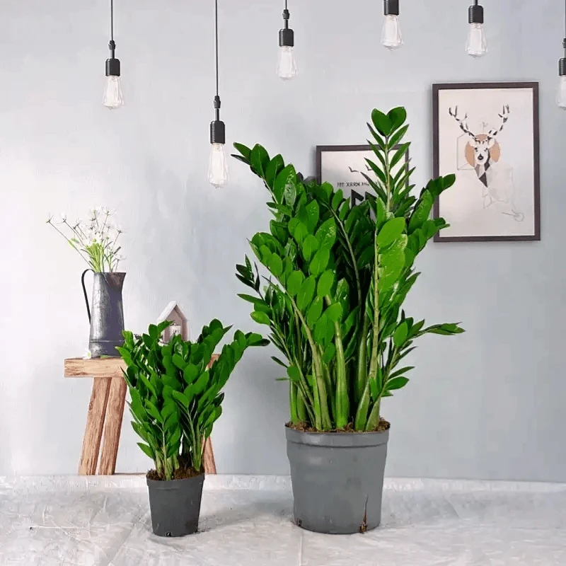 金钱树盆栽植物室内四季常青办公室客厅观叶绿植发财树春季钱串子