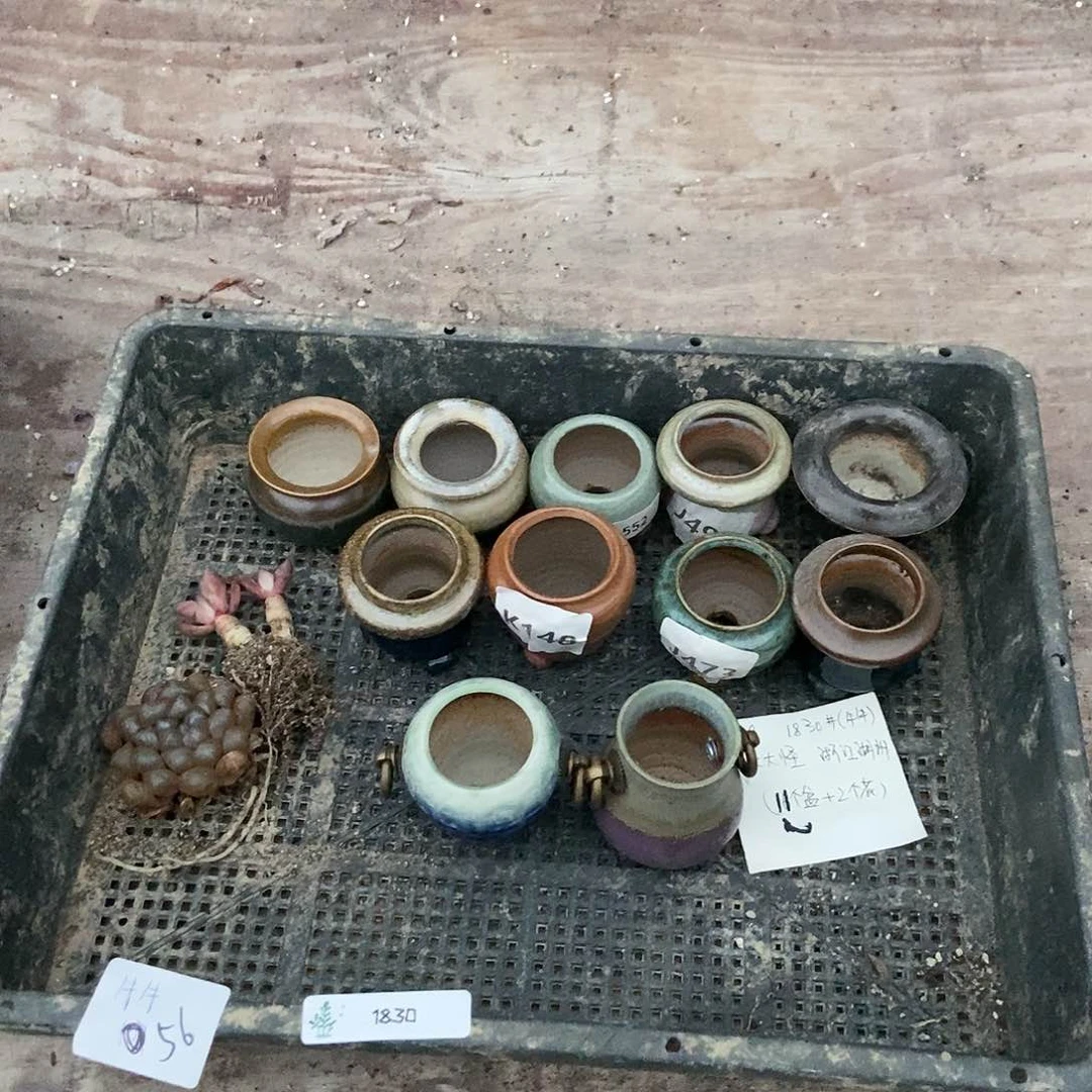 1830号盆11个花2个  牛牛专拍