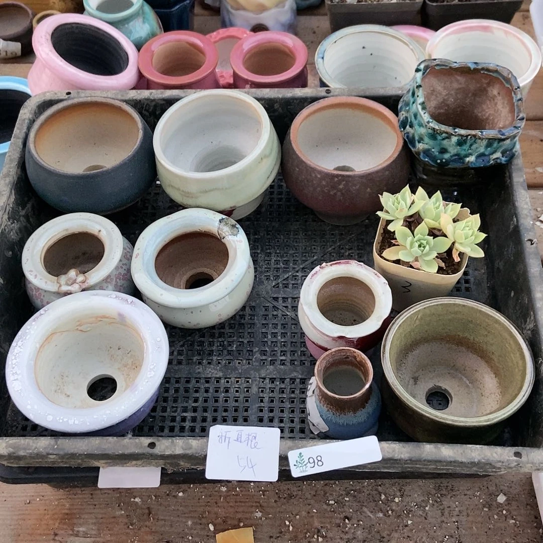 98号盆十个肉一个  折耳根专拍