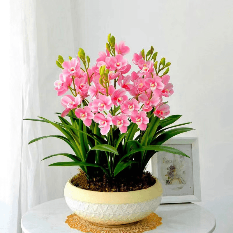 【红韵】墨兰品种兰花 开花浓香型 好养易活 室内盆栽美观绿植花卉