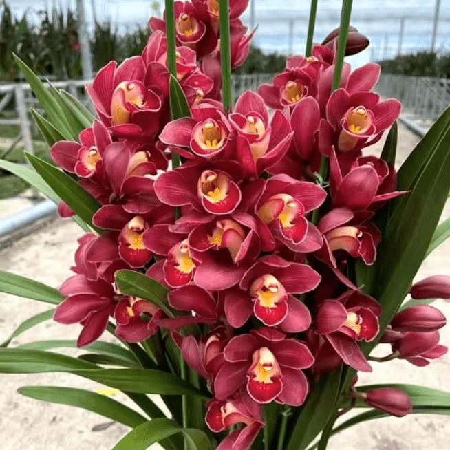 【大红袍】 惠兰品种 兰花苗 开花浓香 盆栽室内花卉绿植好养