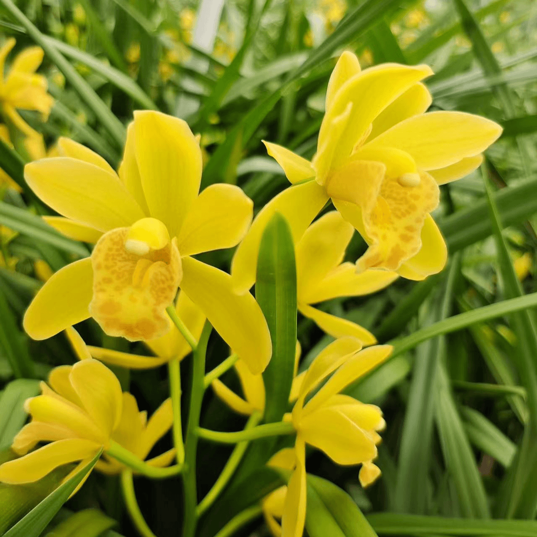 【黄贵妃】建兰品种 好养室内绿植花卉盆栽