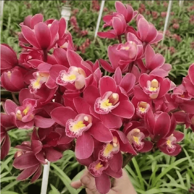 3花起【红宝石】 惠兰品种 兰花苗 开花浓香 盆栽室内花卉绿植好养