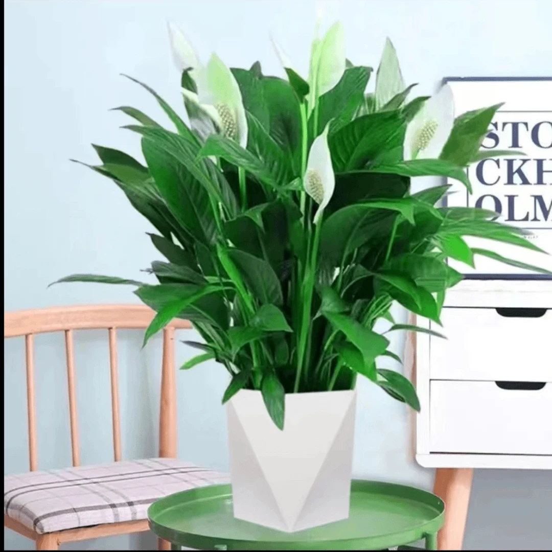 大盆白掌一帆风顺水培土培绿植盆栽室内植物花卉客厅观叶植物