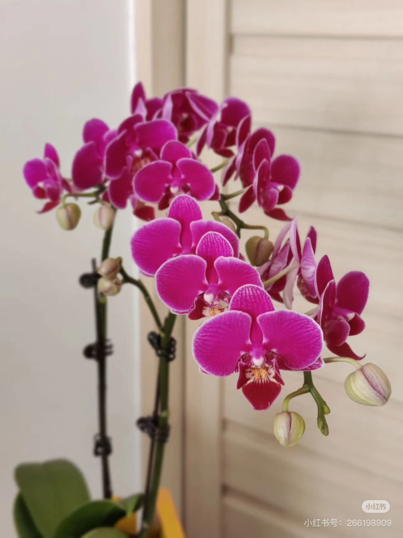 【青川】红酒蝴蝶兰3.0寸加高杯花苞株,小花型,桌面兰,爆花品
