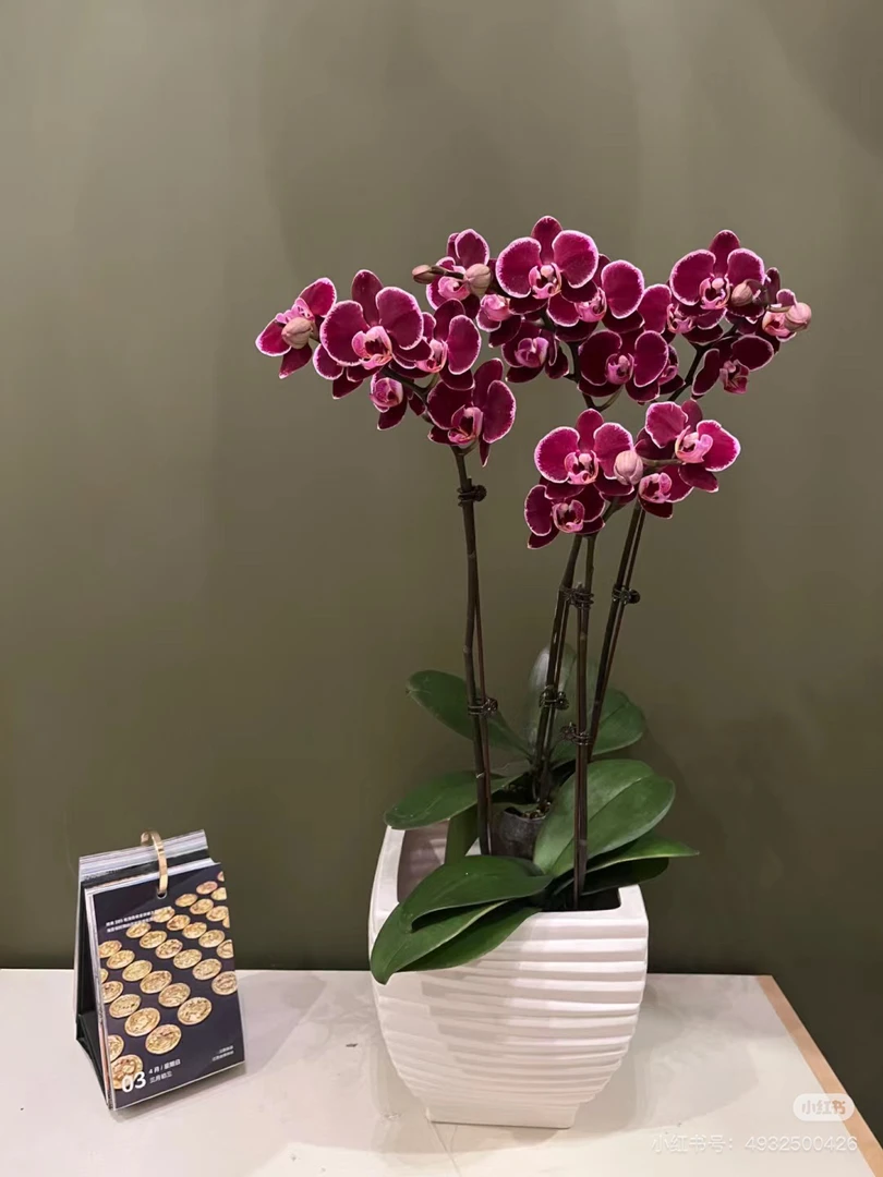 【青川】蒙彼利埃蝴蝶兰，3.0寸花苞株，桌面兰